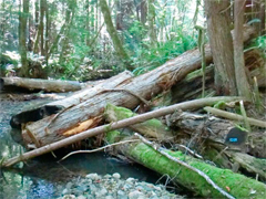 Large wood placed in the Gualala River