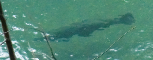 Steelhead swimming upstream in the Gualala
