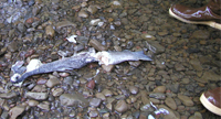 Picture of steelhead that died after spawning on LNF 