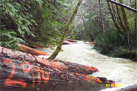 Large Wood Placement in-stream