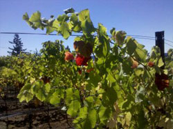 Vineyard Production