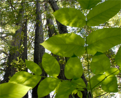 Gualala Redwood Forest