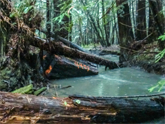 Large wood placed in the Gualala River