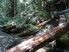 New Large wood placed in the Little North Fork Gualala