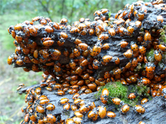 Ladybugs