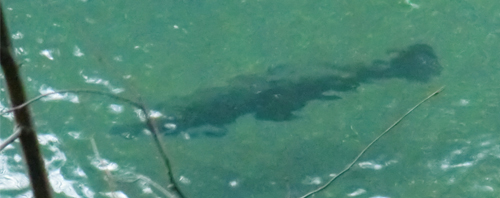 Steelhead swimming upstream in the Gualala