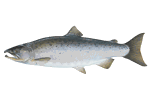 Coho Salmon