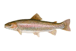 Steelhead Trout