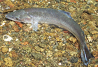 Gualala Adult Steelhead