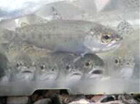 Gualala Steelhead Parr